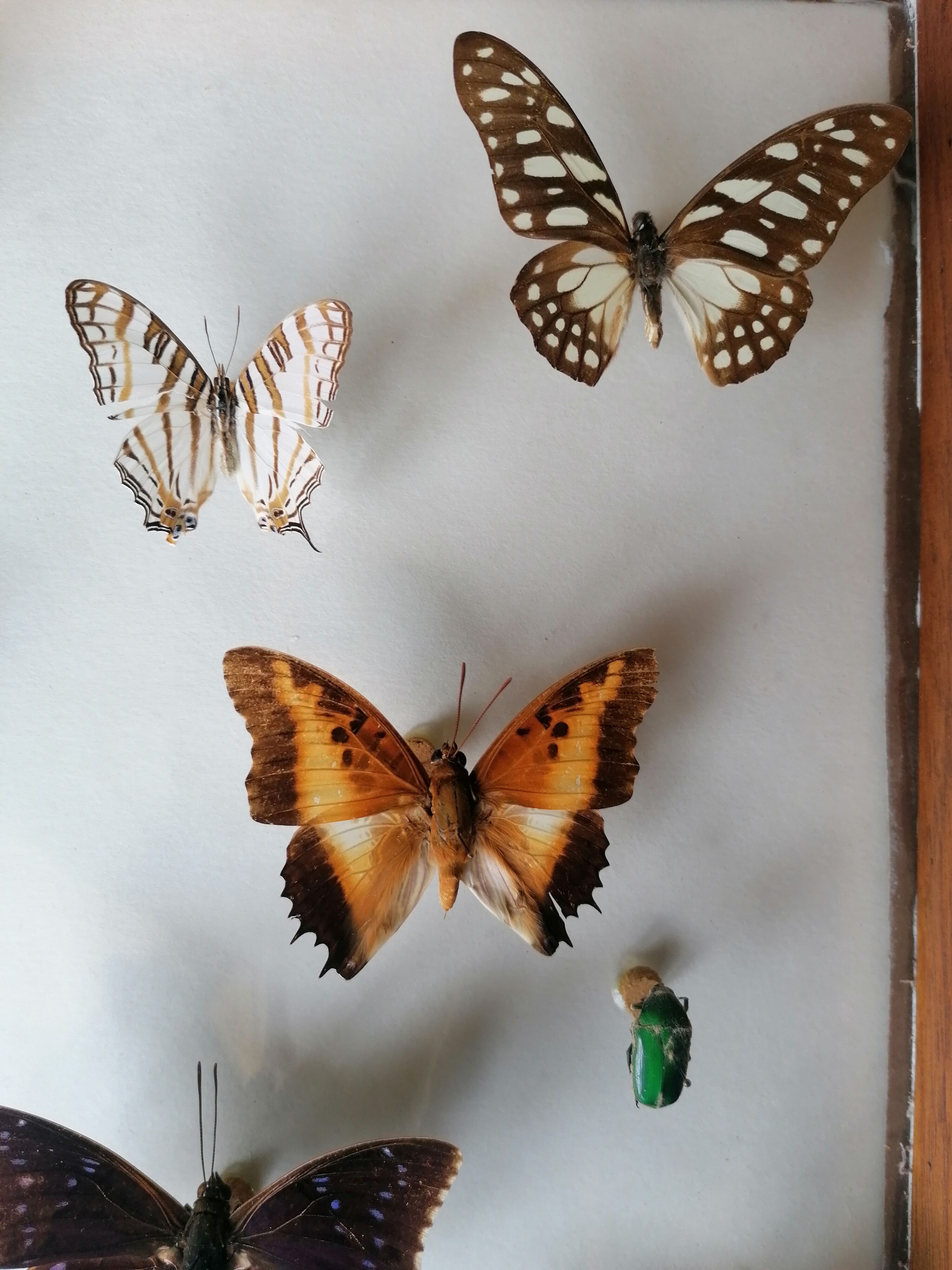 Cadre papillons taxidermie Kenya