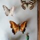 Cadre papillons taxidermie Kenya