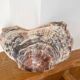 Large seashell: Placuna