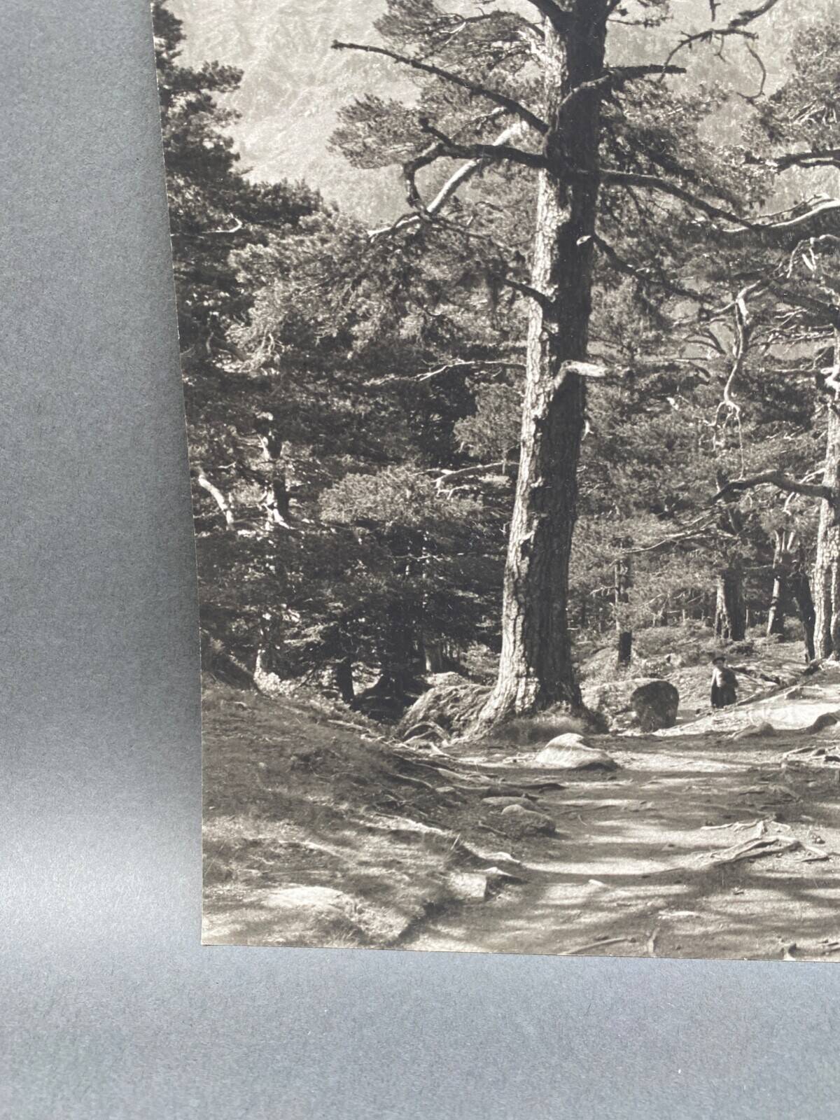 Silver gelatin photograph by Bernard Darot, Undergrowth, 20th century