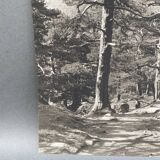 Silver gelatin photograph by Bernard Darot, Undergrowth, 20th century