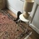 Tapis Persan