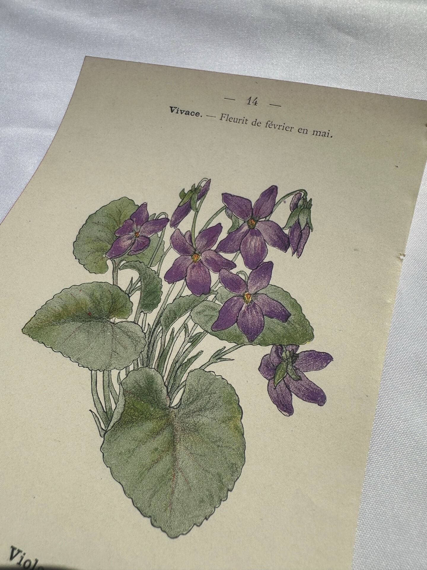 🌿 Botanical Plate Old Naturalist Engraving 19th Century Double-Sided A