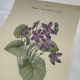 🌿 Botanical Plate Old Naturalist Engraving 19th Century Double-Sided A