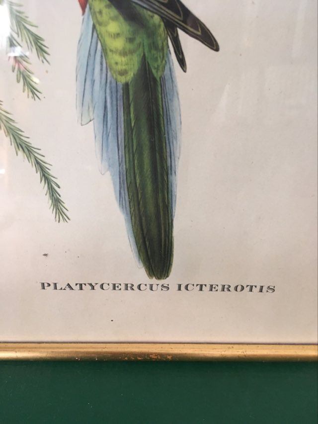 Ornithological board "Platycercus Icterotis" J C Gould H C Richter.