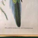 Ornithological board "Platycercus Icterotis" J C Gould H C Richter.