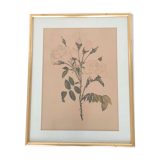 Golden golden botanical roses