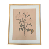 Golden golden botanical roses