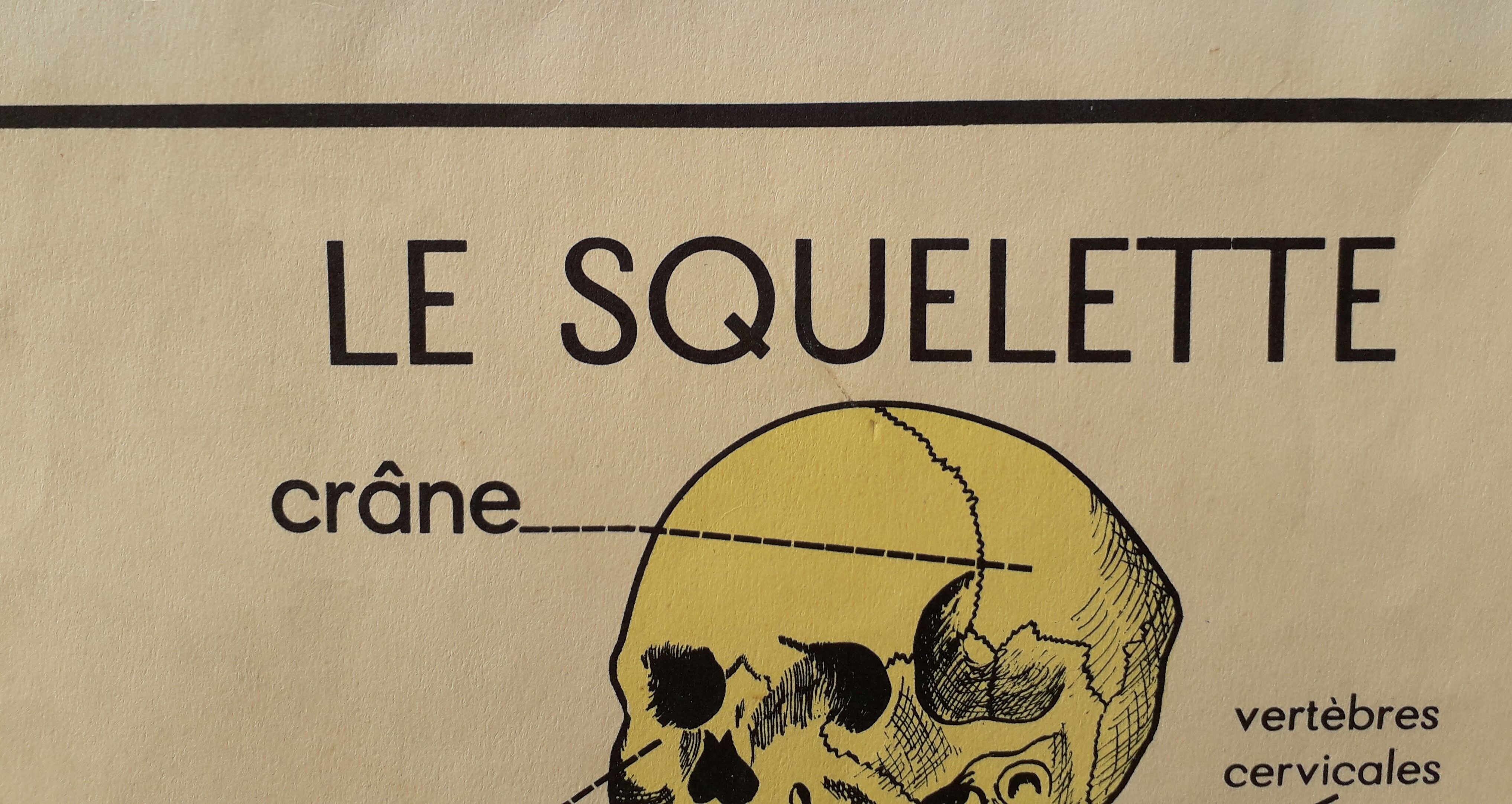 Rossignol school poster the skeleton / excretion