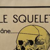 Rossignol school poster the skeleton / excretion