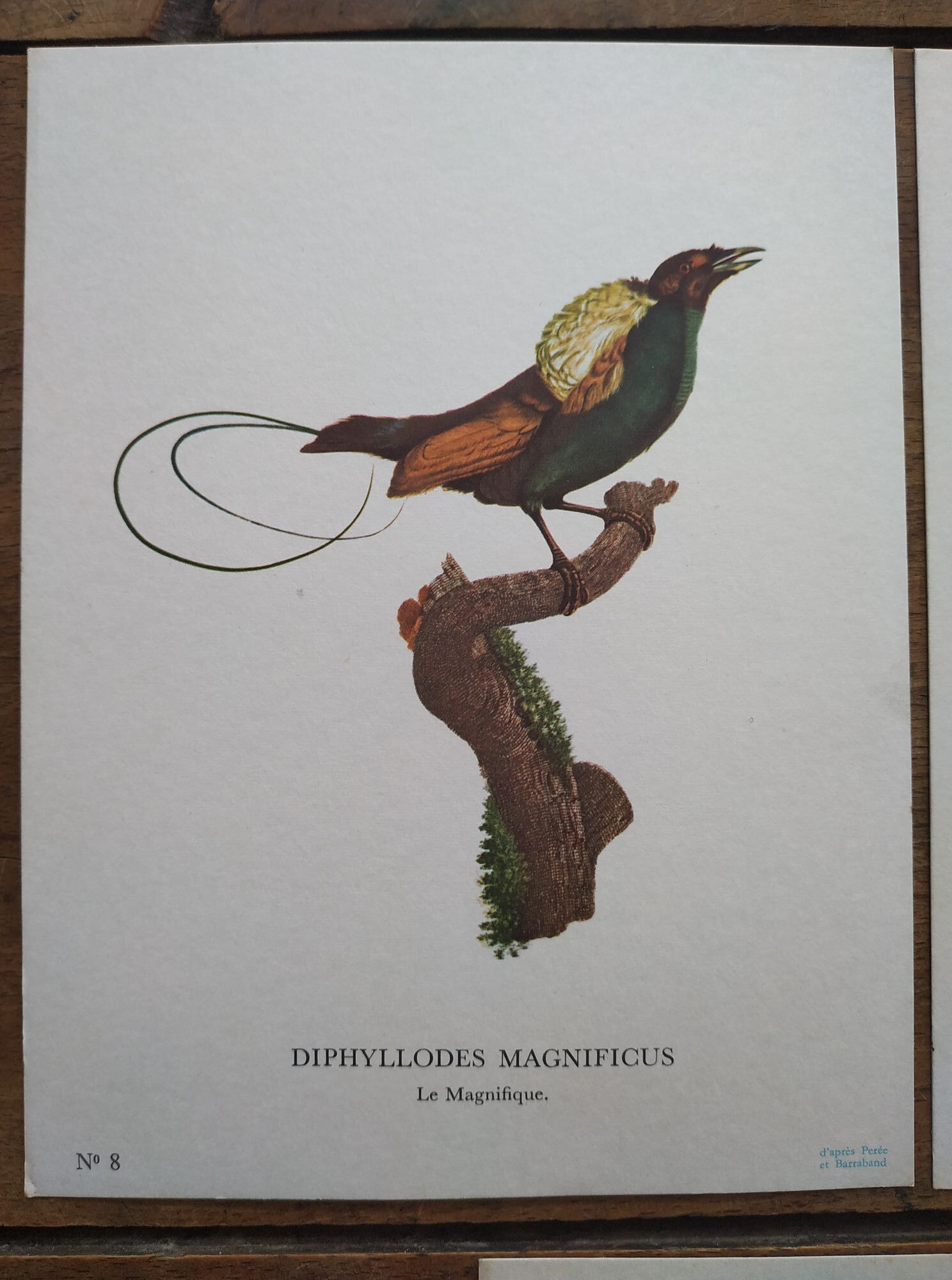 3 Bird Engravings The Magnificent Trogon of Cuba Trogon of Mexico