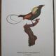 3 Bird Engravings The Magnificent Trogon of Cuba Trogon of Mexico