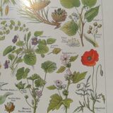Lithograph on calming plants from 1920