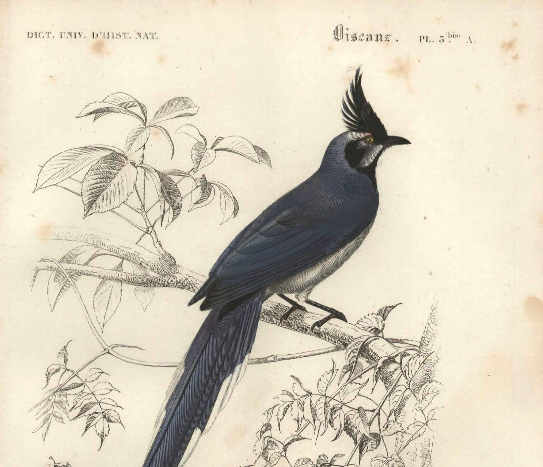 Antique engraving, 1849 - Magpie by E. Travies