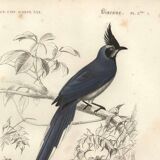 Antique engraving, 1849 - Magpie by E. Travies