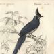 Gravure ancienne 1849 - Pie de Collie par E. Travies