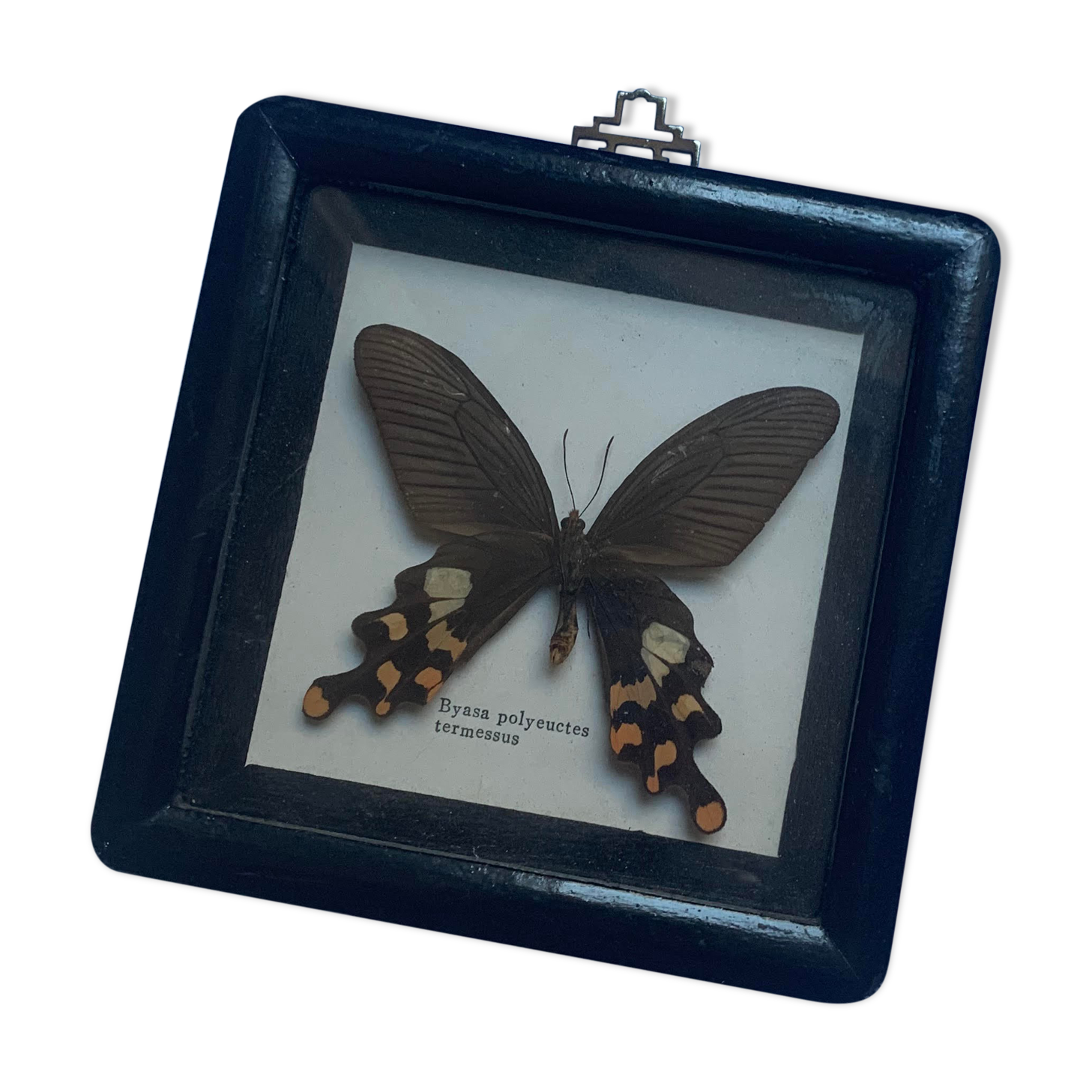 Butterfly under vintage glass