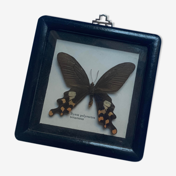 Butterfly under vintage glass