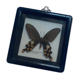 Butterfly under vintage glass