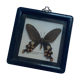Butterfly under vintage glass