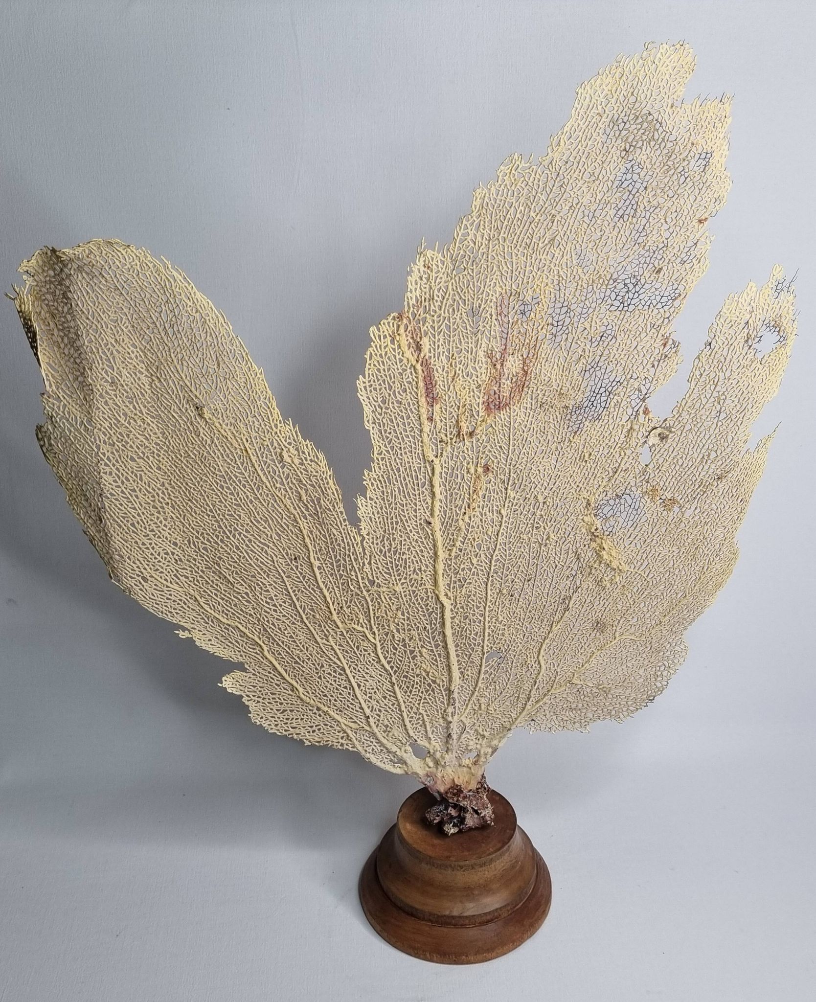 Ancient fan coral on a wooden base, large decorative specimen, 59 cm.