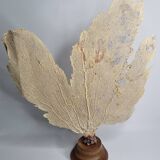 Antique fan coral on wooden base, Large decorative specimen, 59 cm