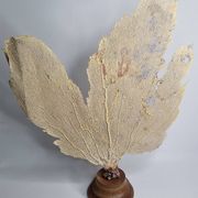 Ancient fan coral on a wooden base, large decorative specimen, 59 cm.