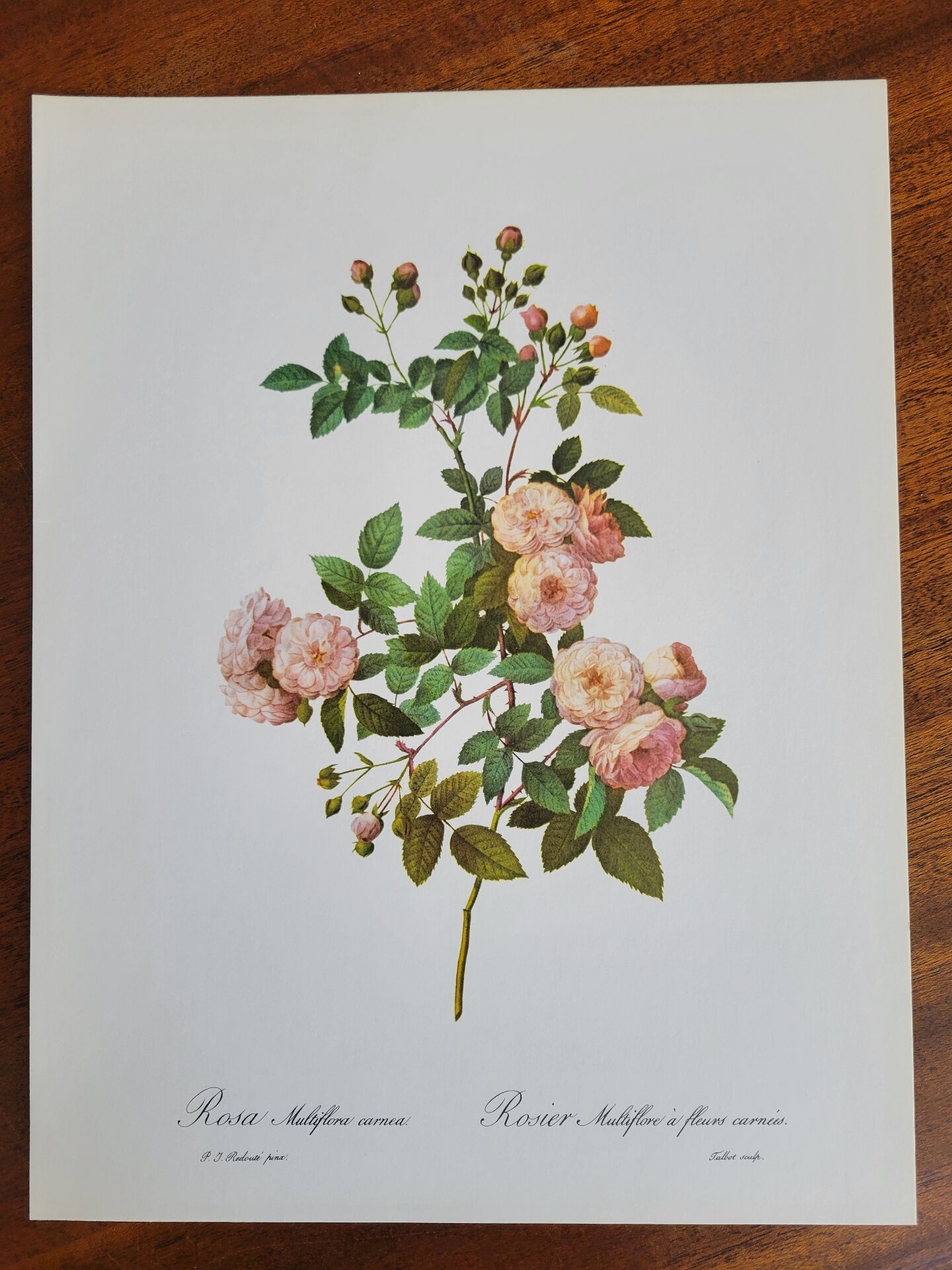 Botanical plate of Multiflora Rose, P. J. Redouté