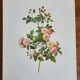 Botanical plate of Multiflora Rose, P. J. Redouté