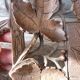 Small wooden tray cut out with leaf patterns