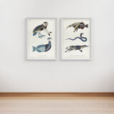 Lithography engraving vintage chimeras - 1850