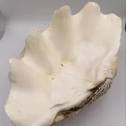 Basin 2kg