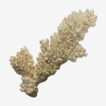 Ancient coral