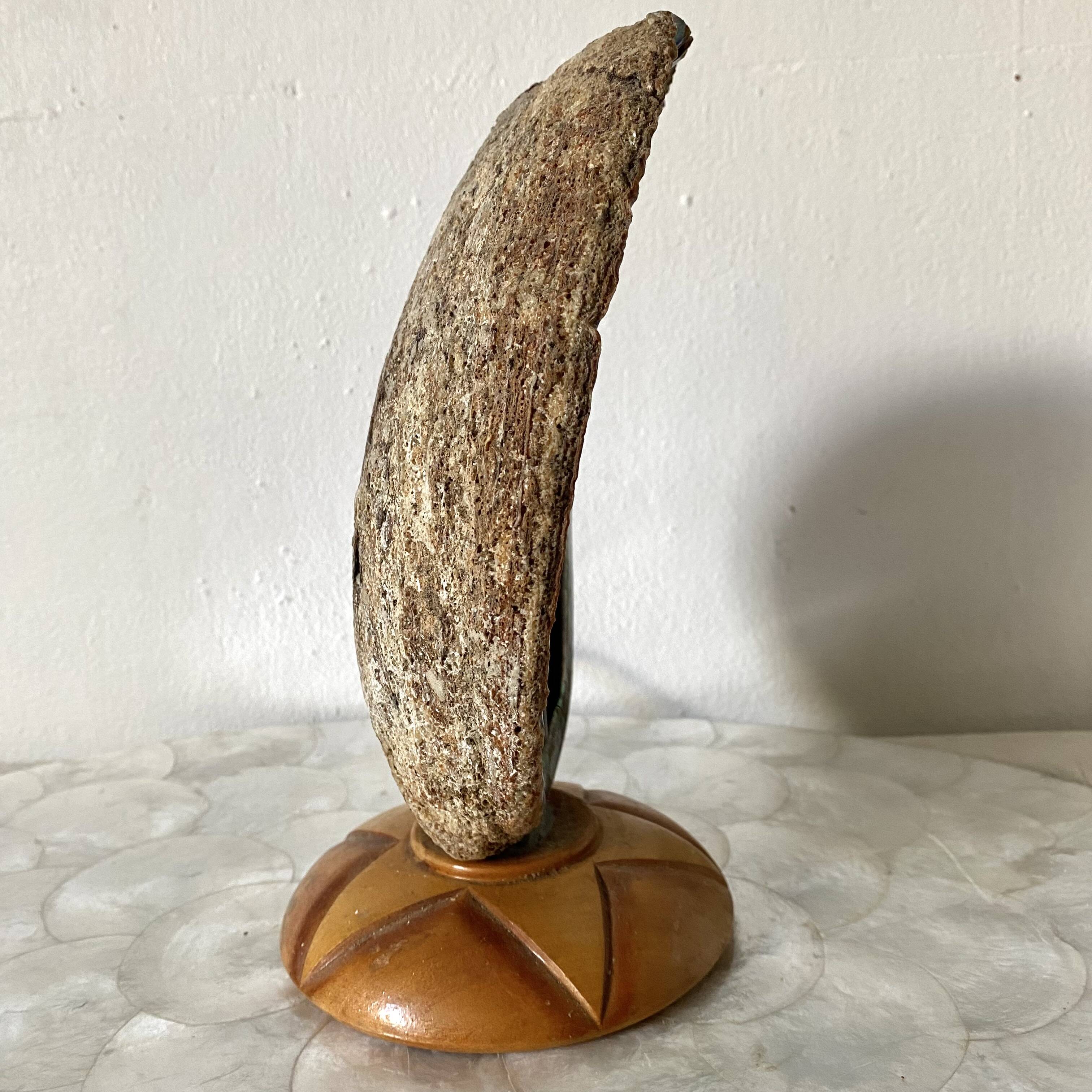 Lampe vintage coquillage ormeau