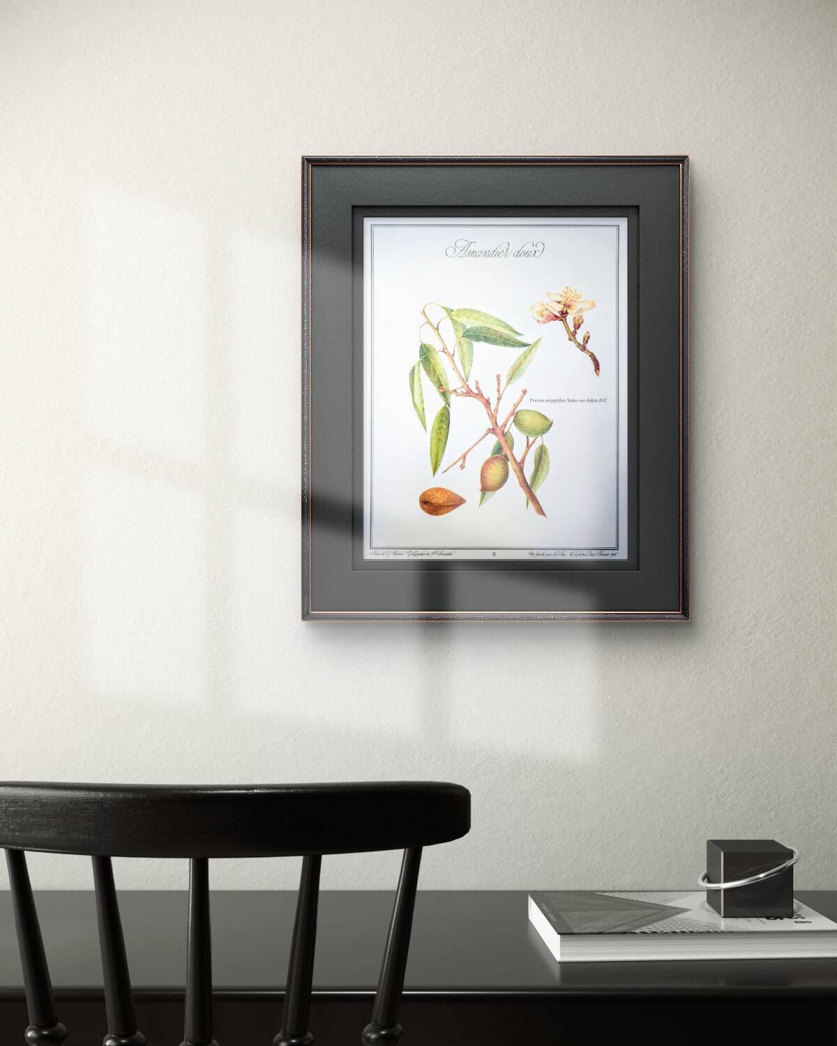 Printed in 1986, botanical plate of the Almond tree