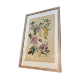 Lithography flowers from 1890