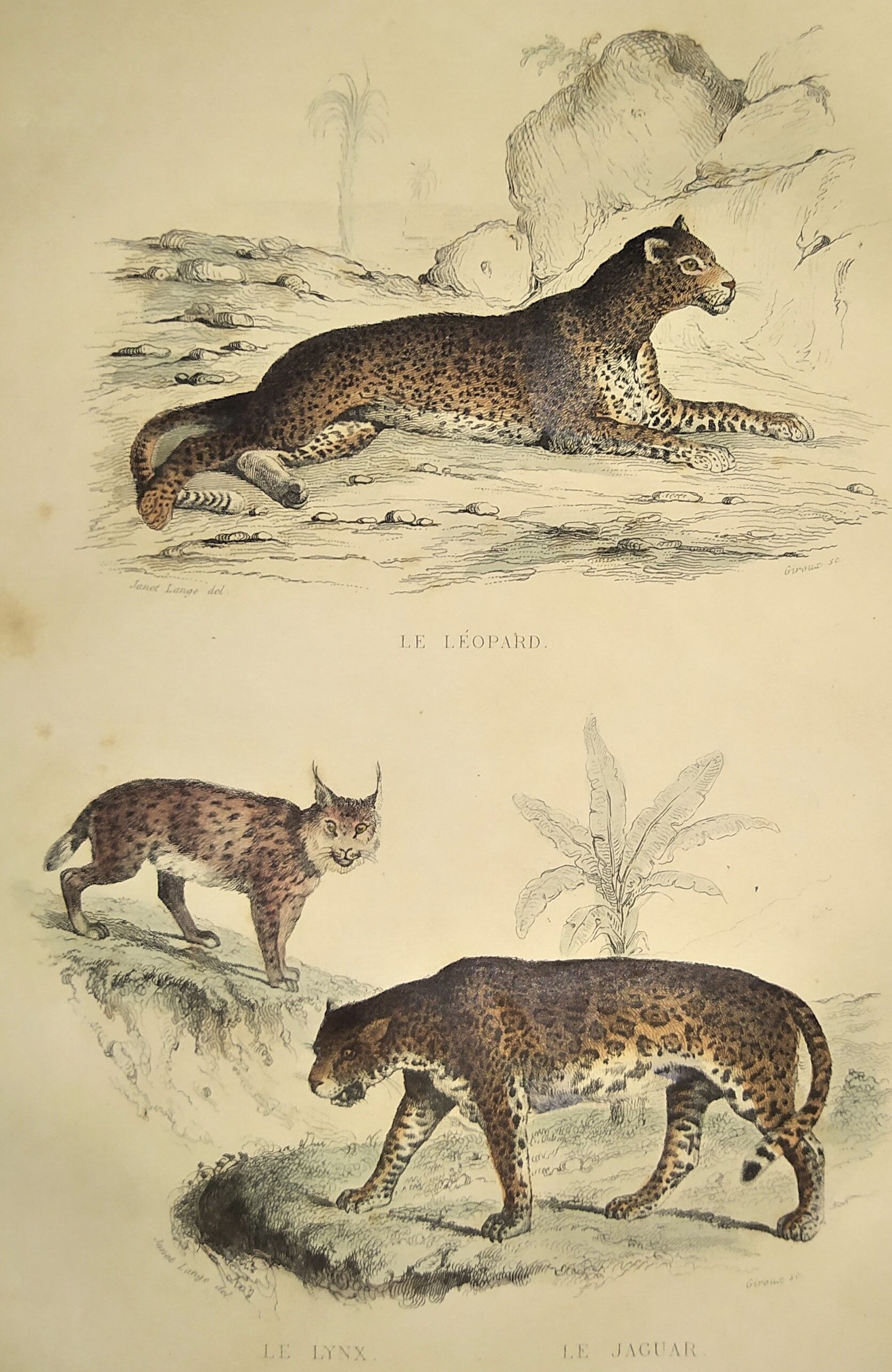 Original zoological plate of 1839 " leopard, lynx,.... "