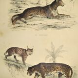Original zoological plate of 1839 " leopard, lynx,.... "