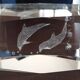Glass dolphin paperweight
