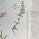 Botanical plank herbal tea of catarrh