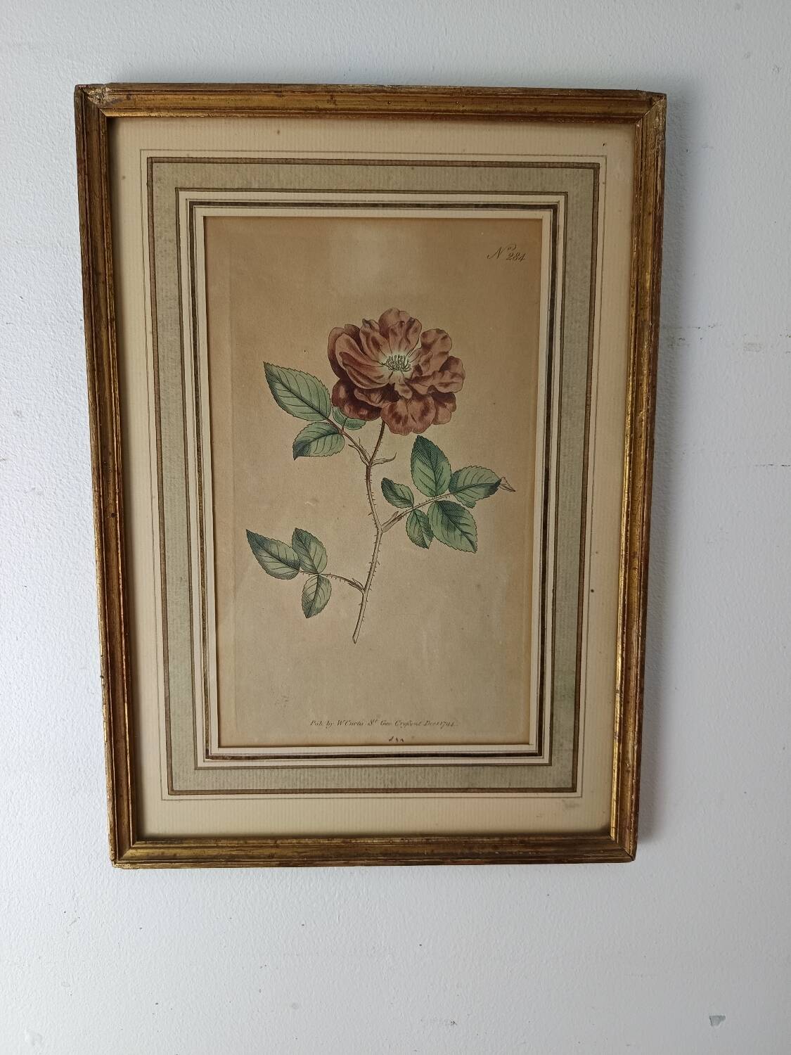 Botanical illustration