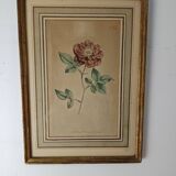 Botanical illustration