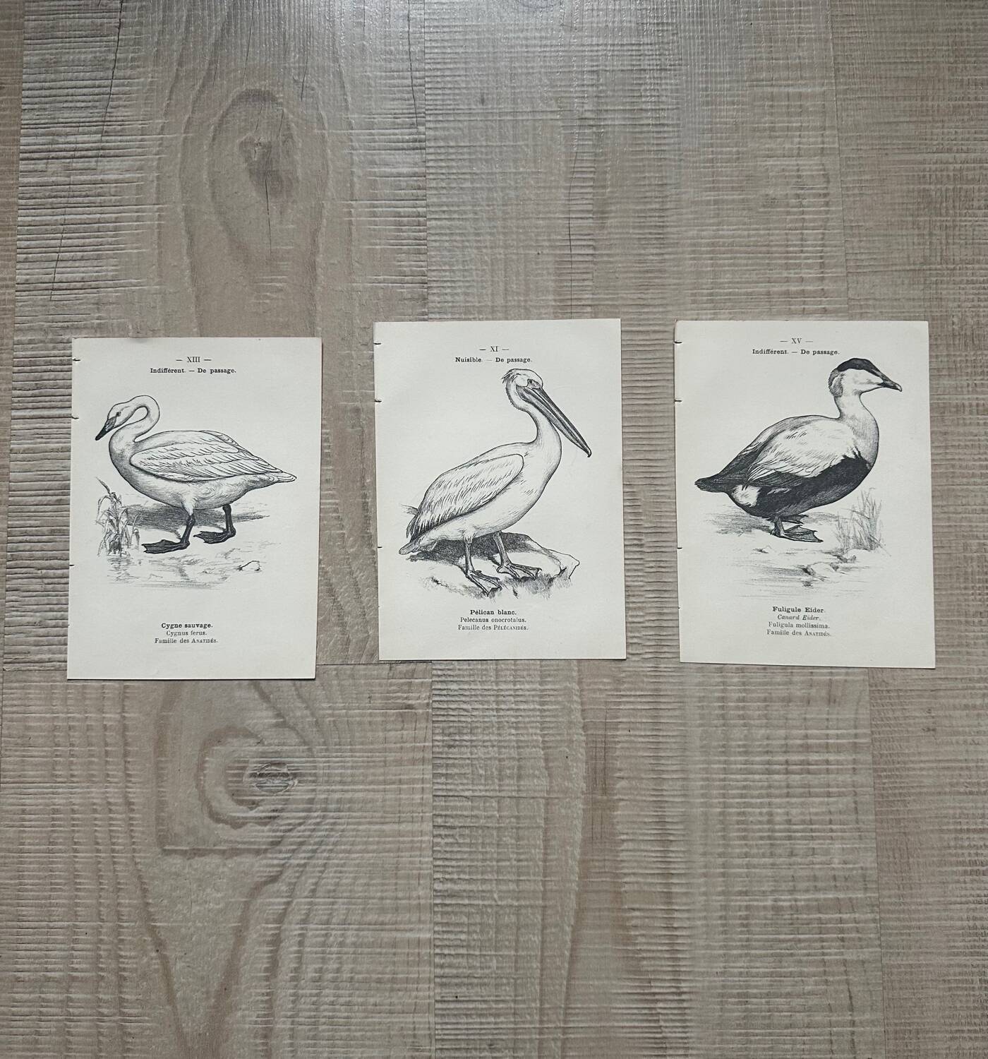 Lot of 3 old naturalist engravings botanical work vintage birds
