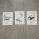 Lot of 3 old naturalist engravings botanical work vintage birds
