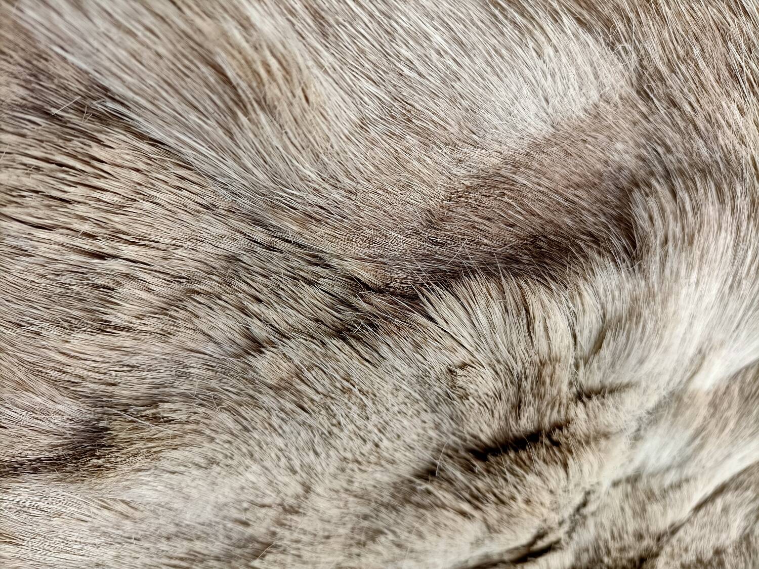 Tapis peau de bête rétro