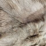 Retro animal skin rug