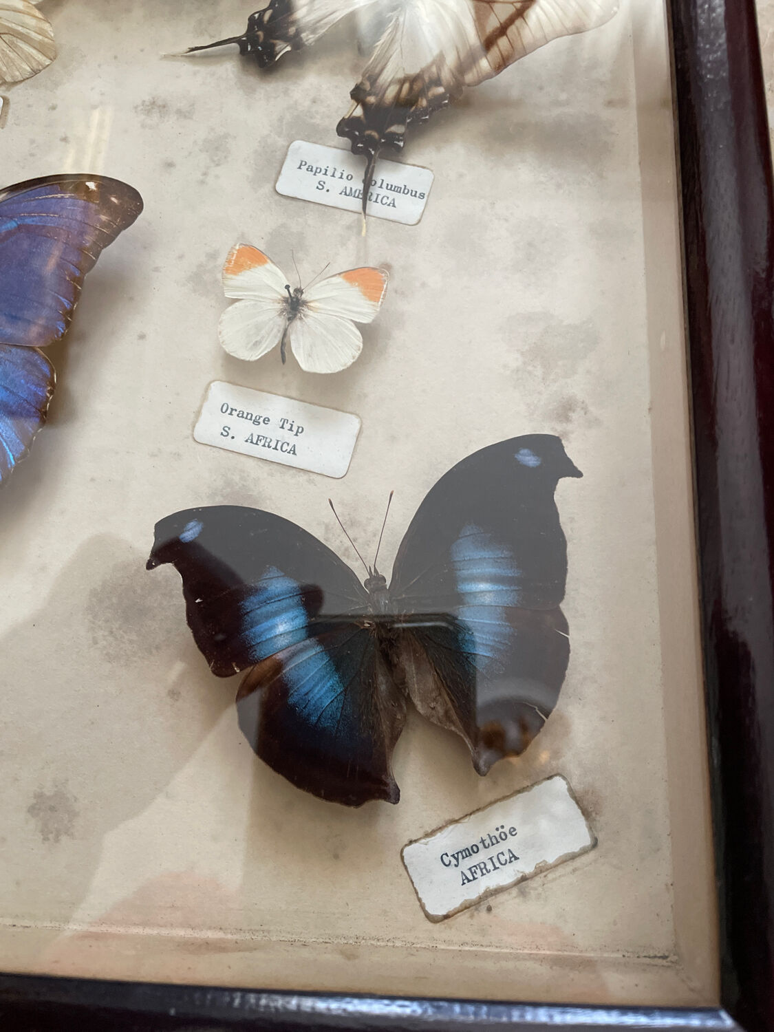 Butterfly framework naturalist entomology