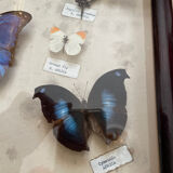 Butterfly framework naturalist entomology