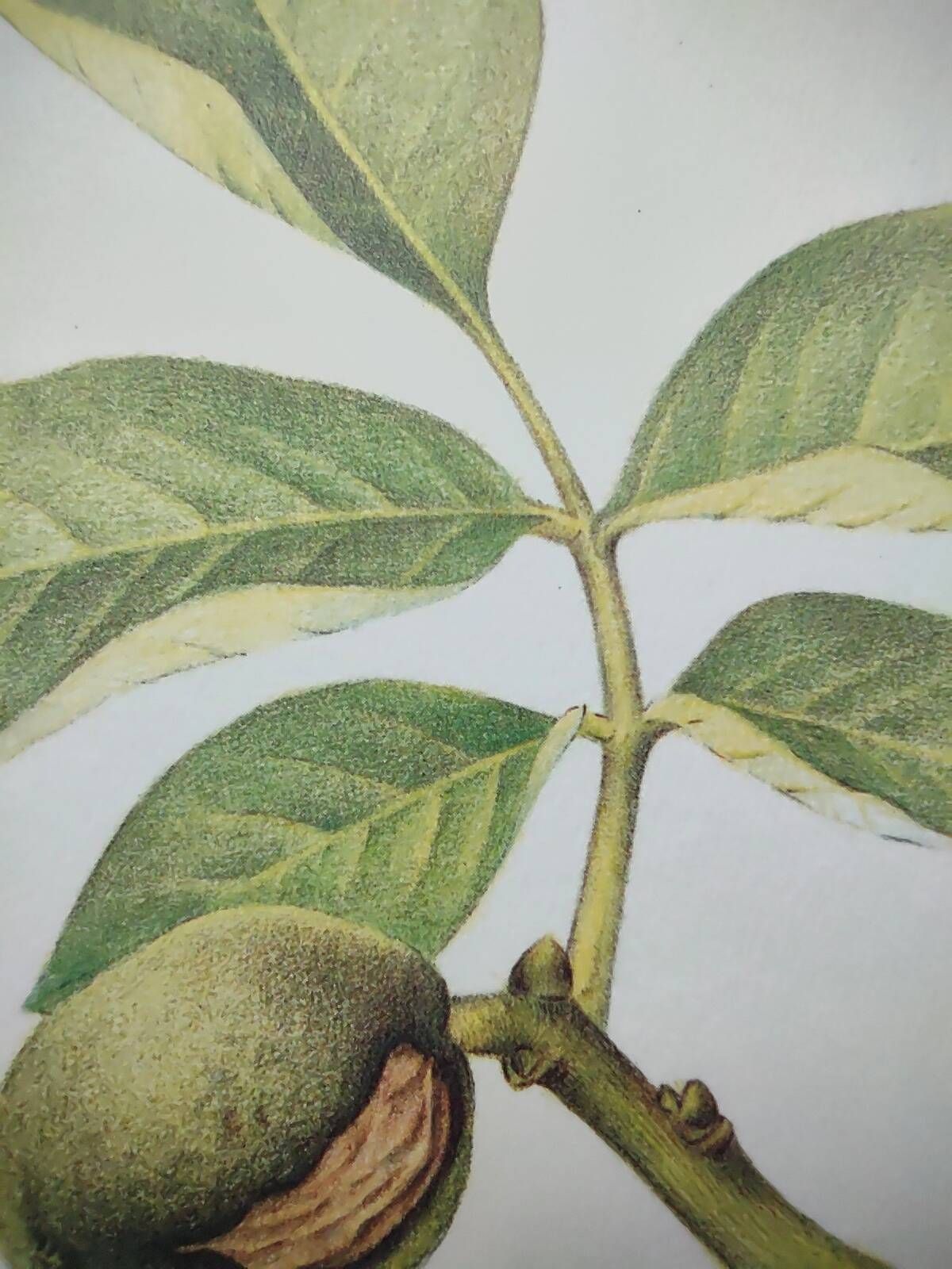 Botanical engraving -Walnut- Illustration of medicinal plants and herbs. Pastels by C. Michaut