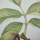 Botanical engraving -Walnut- Illustration of medicinal plants and herbs. Pastels by C. Michaut